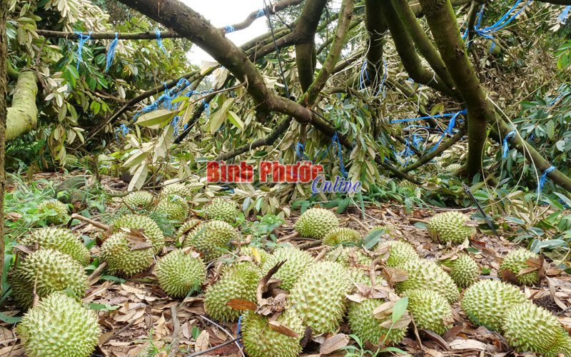 SẦU RIÊNG VÀ NHỮNG VẤN ĐỀ CHUNG. 